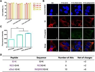 Role of peptide–cell surface interactions in cosmetic peptide application